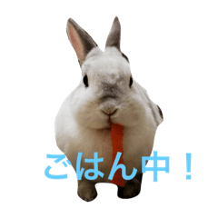 [LINEスタンプ] うさぎのみむ山みむ太