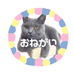 [LINEスタンプ] もこちゃんの日常