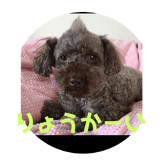 [LINEスタンプ] マダムのペット