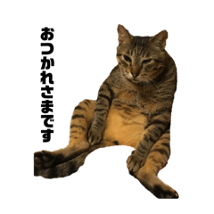 [LINEスタンプ] 猫のゴンタ