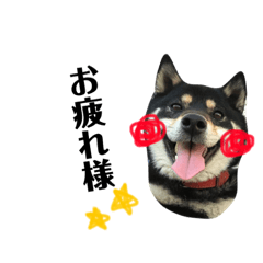[LINEスタンプ] 黒柴すずちゃん