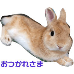 [LINEスタンプ] 虎太郎(うさぎ)のスタンプ