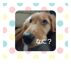 [LINEスタンプ] かわいい❤️ゴールデンレトリバー