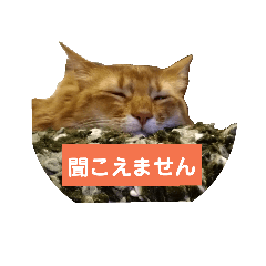 [LINEスタンプ] モカのまったりスタンプ