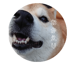 [LINEスタンプ] 可愛い動物さんのスタンプ