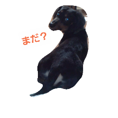 [LINEスタンプ] ミニチュアダックスのかわいいスタンプ