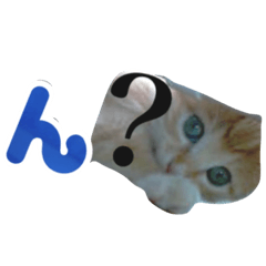 [LINEスタンプ] ヤンチャな茶トラの日常