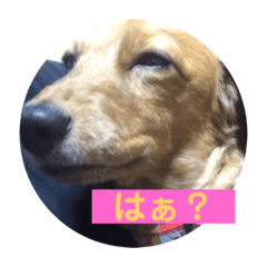 [LINEスタンプ] ちゃぁぼう