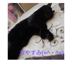[LINEスタンプ] チョコの部屋