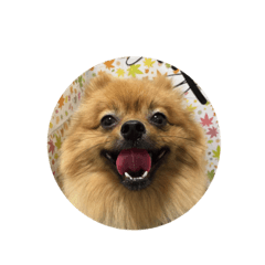 [LINEスタンプ] ぽちゃの日常