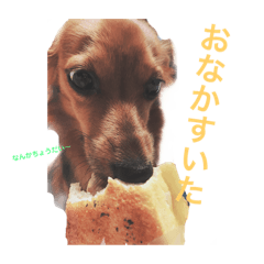 [LINEスタンプ] チワックスのまめ