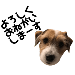[LINEスタンプ] ジャックラッセルテリアのUPです‼︎