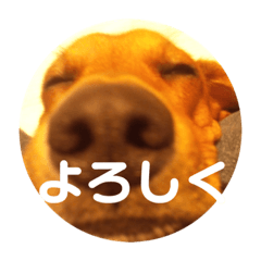 [LINEスタンプ] 我が家の愛犬、はっち