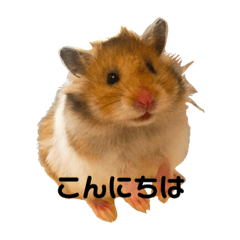 [LINEスタンプ] ゴールデンハムスター  ぽんちゃん