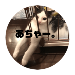 [LINEスタンプ] こまちとコムギ