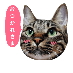[LINEスタンプ] にゃんこたちの毎日