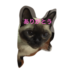 [LINEスタンプ] ねこのチィちゃん