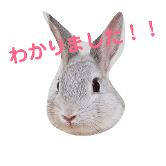 [LINEスタンプ] じゅらバニ