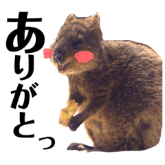 [LINEスタンプ] 世界の動物たち