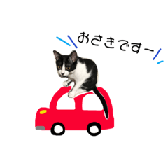 [LINEスタンプ] はちわれ猫とらじくん