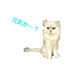 [LINEスタンプ] フサネコ2