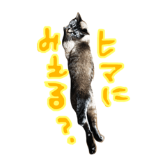 [LINEスタンプ] 我が家のぬこ