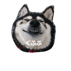 [LINEスタンプ] 黒柴ニコちゃん