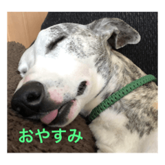 [LINEスタンプ] ウィペットLEON ＆DINO
