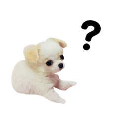 [LINEスタンプ] チワワのみるく君