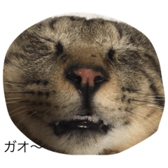 [LINEスタンプ] ヤバイ猫ぷぷちゃん