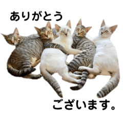 [LINEスタンプ] 土手宅ねこスタ パート2