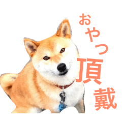 [LINEスタンプ] 陸のすたんぷ NEO