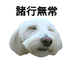 [LINEスタンプ] 犬の空(くう)