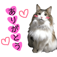 [LINEスタンプ] トロロ+おまけ