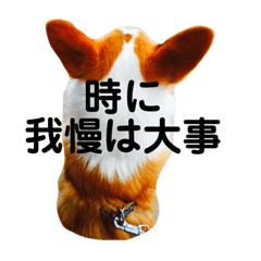 [LINEスタンプ] コーギーるきのスタンプ