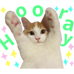 [LINEスタンプ] リオ＆そら (英語編)
