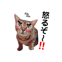 [LINEスタンプ] ベンガルライちゃん3