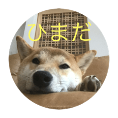[LINEスタンプ] 柴犬 福 桃