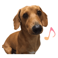 [LINEスタンプ] 内気犬 チー太