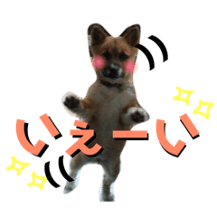 [LINEスタンプ] 我が家のアイドルココロ