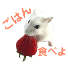 [LINEスタンプ] ハムスター★《おもちと愉快な仲間たち》