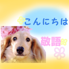 [LINEスタンプ] ミニチュアダックスの写真スタンプ【敬語】