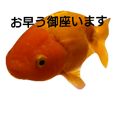 [LINEスタンプ] 金魚のことば