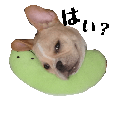 [LINEスタンプ] フレンチブルドッグのたれぞう2