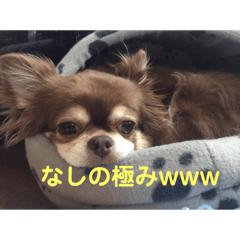 [LINEスタンプ] しふぉん1