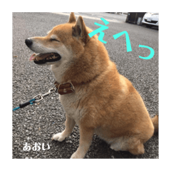 [LINEスタンプ] にゃんズ時々シバの日常(vor2)