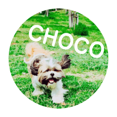 [LINEスタンプ] CHOCOたんの画像（メイン）