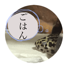 [LINEスタンプ] うちのこぶゆちゃん