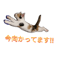 [LINEスタンプ] 仔猫のラナ