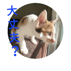 [LINEスタンプ] 仔猫のラナ 2